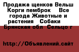 Продажа щенков Вельш Корги пемброк  - Все города Животные и растения » Собаки   . Брянская обл.,Сельцо г.